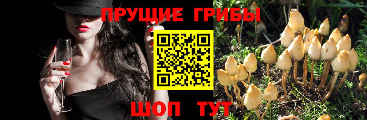 Псилоцибиновые грибы прущие грибы  Галлюциногенные грибы MAGIC MUSHROOMS  Вход с VPN  Куйбышев 
